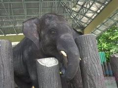 Любители, Минет, Сперма во рту, Дрочка ногами, Подружка, Масло, На природе, Киски