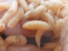 Enthousiasteling, Bondage discipline sadomasochisme, Fetisj, Omie, Inshuiven, Pijn, Openbaar, Taboe