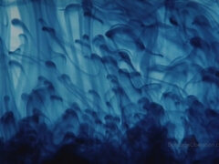 Bondage discipline sadomasochisme, Grote kont, Grote mammen, Gebondenheid, Fetisj, Orgasme, Kut duiken, Tieten likken