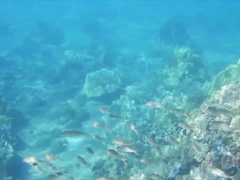 Sadie does some snorkeling and sucking.