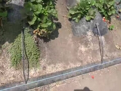 Leie, Braunhaarige, Bauernhof, Hd, Im freien, Piercing, Dürr, Titten