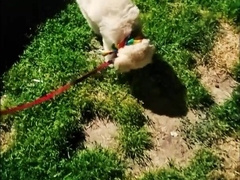 Gonzo Nailing During Pride Week!!