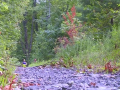 Joe Gage Sex Files 20, Scene 1 - David Anthony - JR Bronson