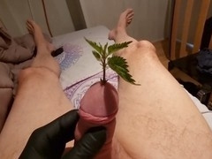 Glans, european, french