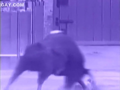 Paul Morgan and Marcel fuck