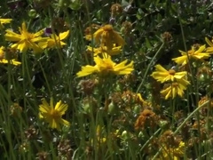 Randy Blue Cody Lake