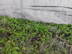 getting into the thicket on the farm with batty boys