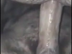 Bareback Creampie Upshot 7