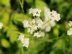 Oversized - Bf Butler & Charlie Cherry