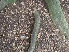 Going to piss and cruising in the forest