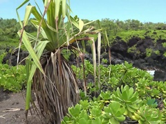 素人, フェラチオ, 茶髪の, 指いじり, 彼女, オーガズム, 公共, オマンコ