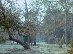 Mamada, Corridas, Peludo, Orgía, Clasico