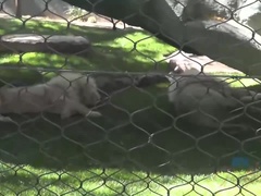 Amateur, Culo grande, Morena, Hd, Lencería, Pov, Ducha, Fumando