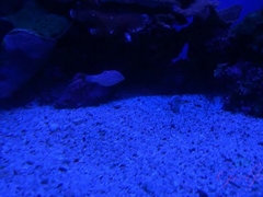 Amateur, Playa, Bikini, Rubia, Novia, Coño, Afeitado, Fumando