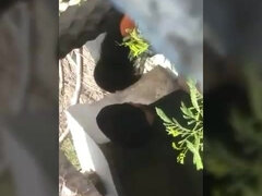 Braunhaarige, Hardcore, Hd, Indisch, Im freien, Titten