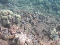 You snorkel with Carmen, then you get her off at home.