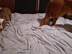 Slutwife in string bikini fucks hubby