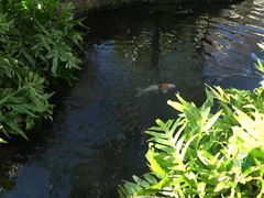 Pijpbeurt, Sperma, Jurk, Voetbeurt, Harig, Handbeurt, Masturbatie, Vibrator