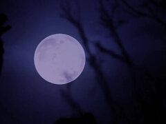 Grote mammen, Pijpbeurt, Rondborstig, Pop, Hardcore, Natuurlijke tieten, Tieten likken