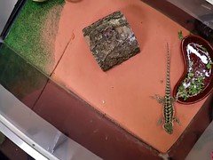 Enthousiasteling, Hardcore