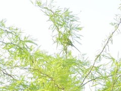 Extrême, Fétiche, Fétiche des pieds, Massage, Masturbation, Orgasme, Public, Solo