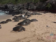 Playa, Negro, Novia, Desnudo, Pov, Público, Coño, Afeitado