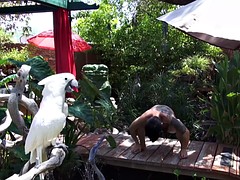 ゲイ, 日本人, オナニー, アウトドア, シャワー, 一人, タトゥー