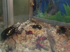 Amateur, Sucer une bite, Brunette brune, Nourriture, Petite amie, De plein air, Chatte, Nénés