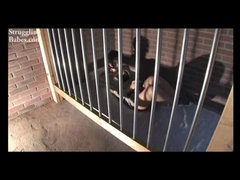 Gros seins, Brunette brune, Habillées, Attachée