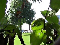 デカチン, 捕まる, 放尿, のぞき