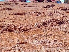 Aziatisch, Kont, Mooie dikke vrouwen, Strand, Dik, Tiener, Bekijker