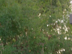 Cunnilingus, Anal, Culo, Tetas grandes, Garganta profunda, Tacones, Tatuaje, Trio