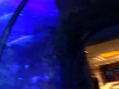 Seeing Tigers, Dolphins and Sharks