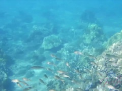 Amateur, Plage, Sucer une bite, Éjaculation interne, Branlette thaïlandaise, Petite amie, De plein air, Pov