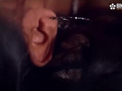 Gros cul, Sucer une bite, Éjaculation interne, Tir de sperme, Hard, Chatte, Étudiant, Mouillée