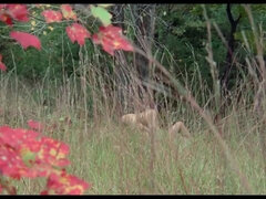 アナル, お尻, デカパイ, ブロンド, 茶髪の, ハードコア, レズビアン, ヴィンテージ