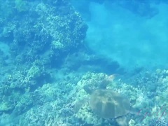 Strand, Bikini, Blasen, Nackt, Im freien, Zierlich, Pov, Rasiert