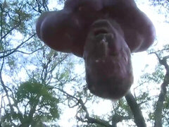 Homo, Pijn, Vastgebonden