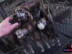 アジア人, デカチン, カップル, 彼女, Hd, ハメ撮り, ティーン, タイ