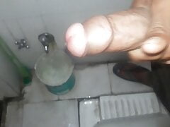 Indian cock