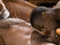 Black lover gives warm head ahead of getting ass drilled big time