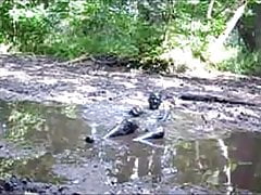 Mud bath in the wallow