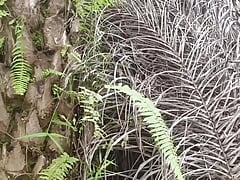 Big dick pounding in the garden