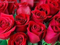 Gay porn, ai, hd videos