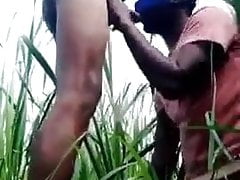 in the field