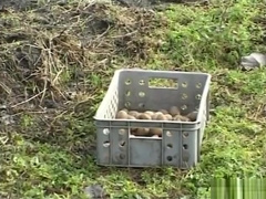 Potatoe farmers grow everything big