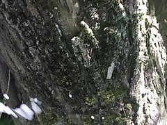 A wank in the woods