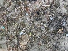 Stroking off at the Beach - Part 1