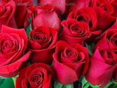 Ai, gay porn, mature