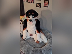 Angrybarks From The Vets Office Teaches Your How To Milk Your Puppy Boyfriend